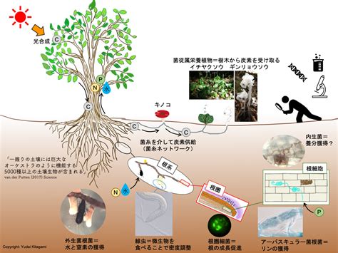 樹木 根|樹木の根系の成長に関する基礎的研究